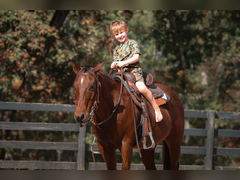 American Quarter Horse Castrone 10 Anni 142 cm Baio ciliegia in Clover, SC