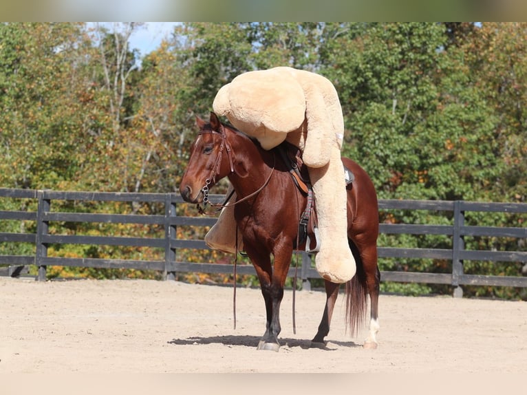 American Quarter Horse Castrone 10 Anni 142 cm Baio ciliegia in Clover, SC