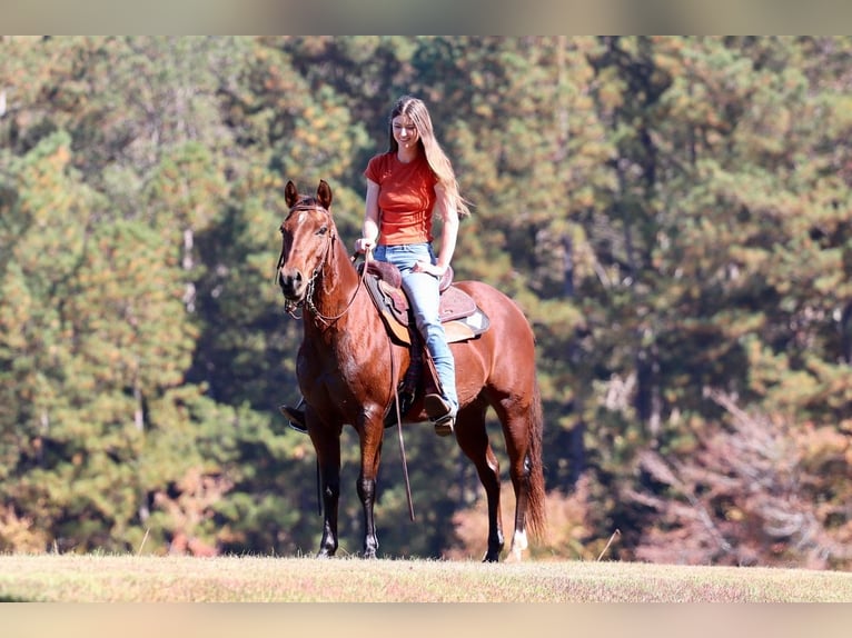 American Quarter Horse Castrone 10 Anni 142 cm Baio ciliegia in Clover, SC