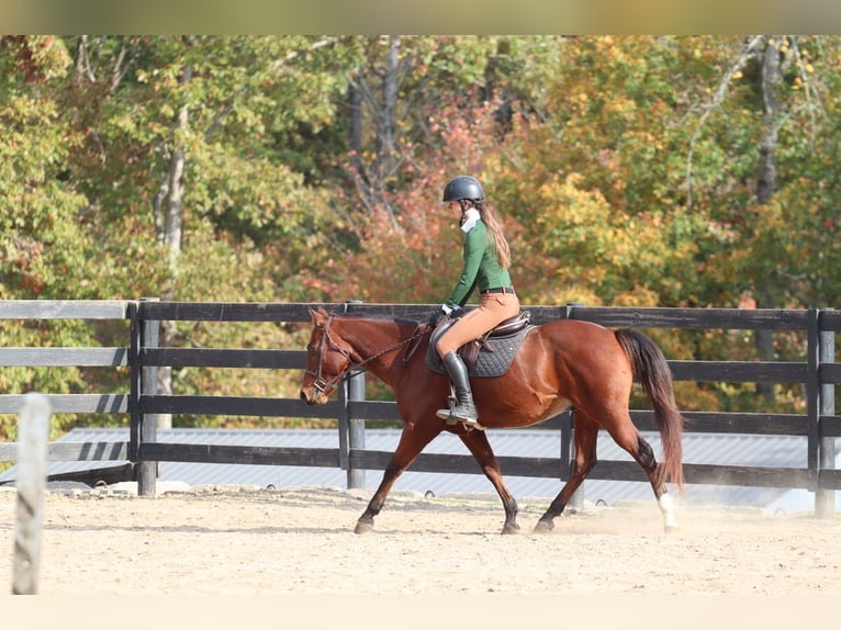 American Quarter Horse Castrone 10 Anni 142 cm Baio ciliegia in Clover, SC