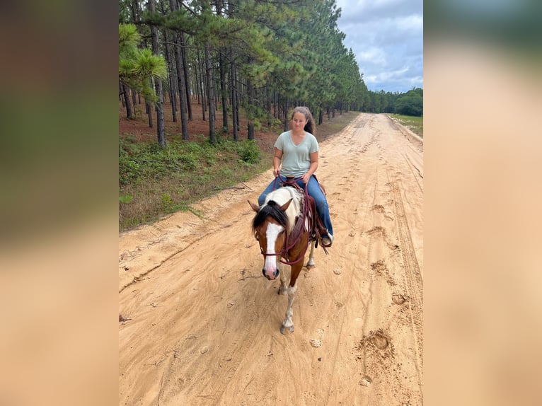 American Quarter Horse Castrone 10 Anni 142 cm Baio ciliegia in Monroe NC