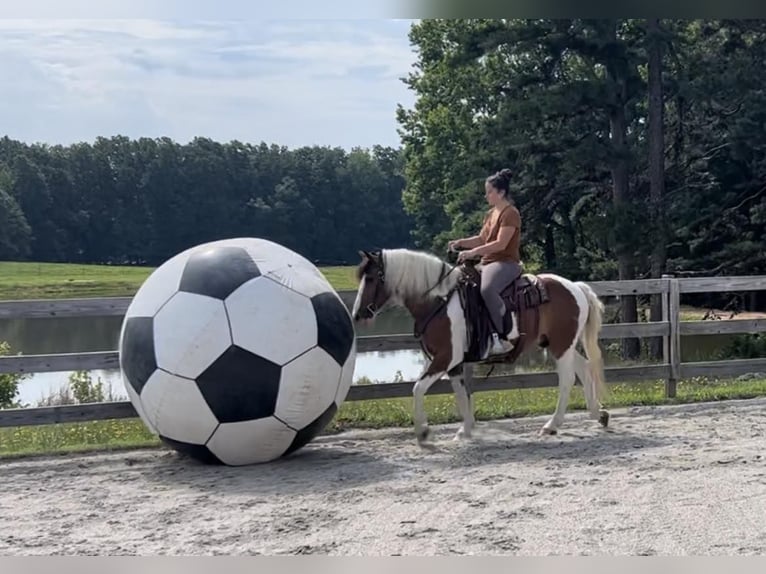 American Quarter Horse Castrone 10 Anni 142 cm Baio ciliegia in Monroe NC