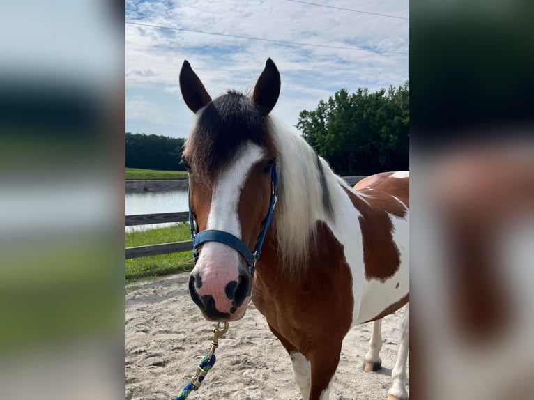 American Quarter Horse Castrone 10 Anni 142 cm Baio ciliegia in Monroe NC