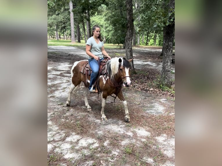 American Quarter Horse Castrone 10 Anni 142 cm Baio ciliegia in Monroe NC