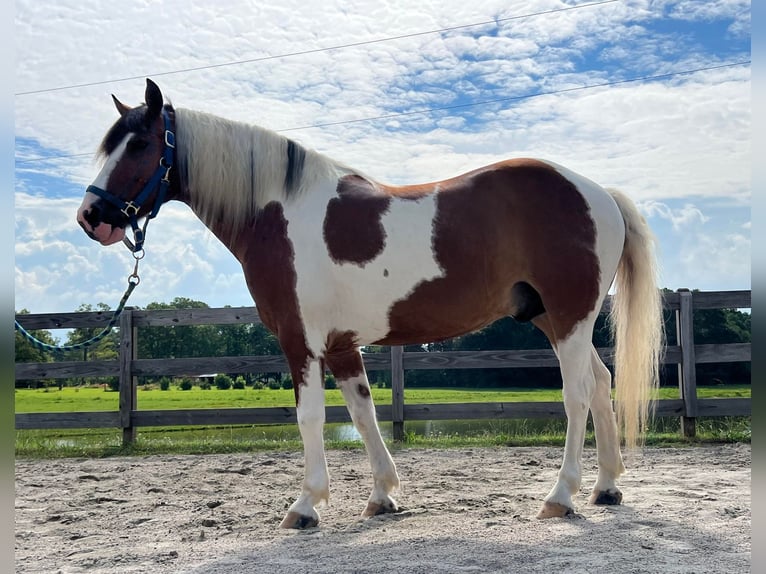 American Quarter Horse Castrone 10 Anni 142 cm Baio ciliegia in Monroe NC