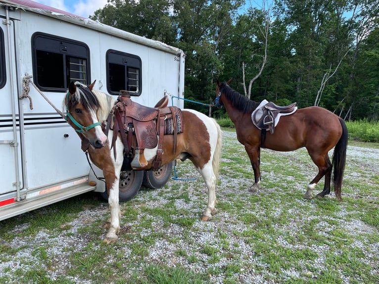 American Quarter Horse Castrone 10 Anni 142 cm Baio ciliegia in Monroe NC