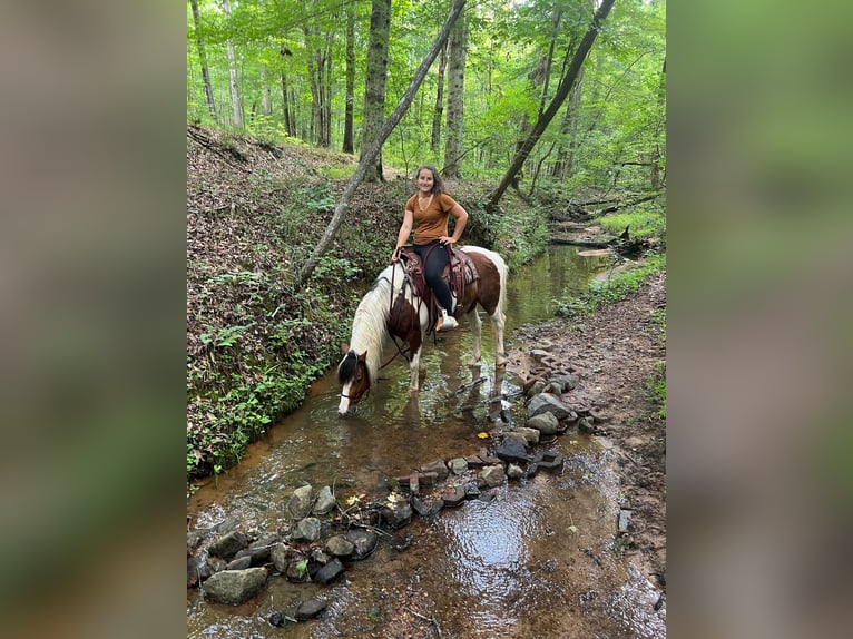 American Quarter Horse Castrone 10 Anni 142 cm Baio ciliegia in Monroe NC