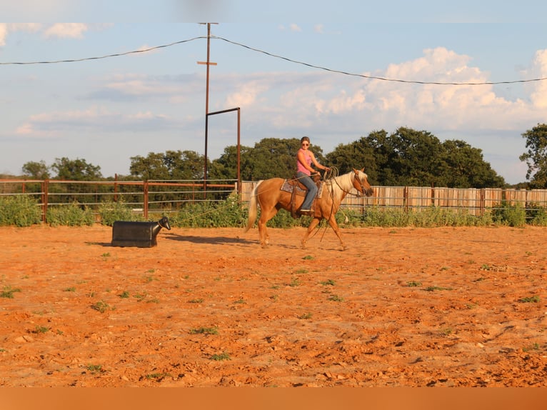 American Quarter Horse Castrone 10 Anni 142 cm Palomino in Stephenville TX