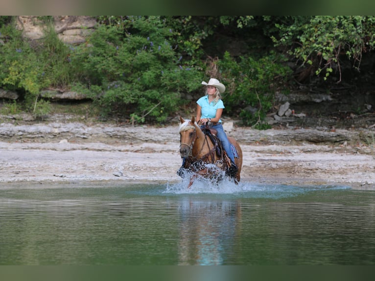 American Quarter Horse Castrone 10 Anni 142 cm Palomino in Stephenville TX