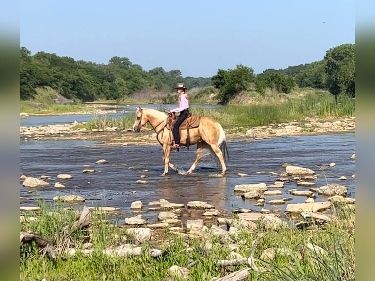 American Quarter Horse Castrone 10 Anni 142 cm Palomino in weatherford TX