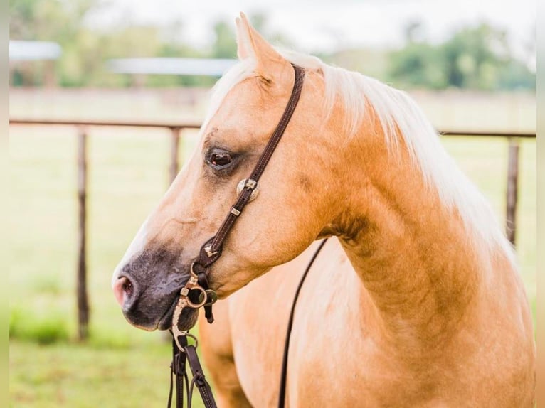 American Quarter Horse Castrone 10 Anni 142 cm Palomino in weatherford TX