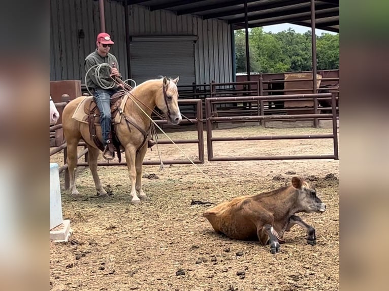 American Quarter Horse Castrone 10 Anni 142 cm Palomino in weatherford TX