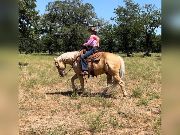 American Quarter Horse Castrone 10 Anni 142 cm Palomino in weatherford TX