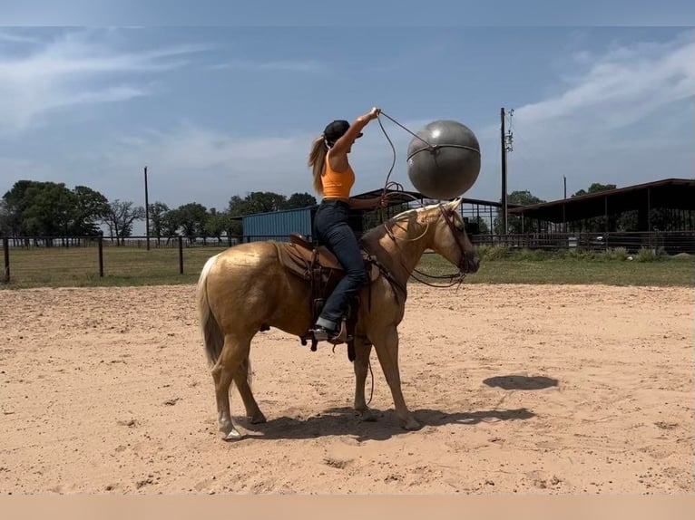 American Quarter Horse Castrone 10 Anni 142 cm Palomino in weatherford TX