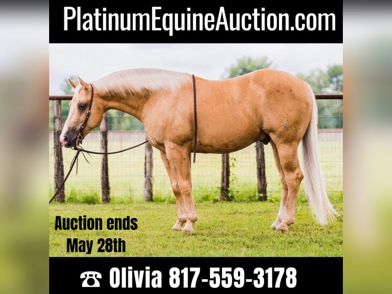 American Quarter Horse Castrone 10 Anni 142 cm Palomino in weatherford TX