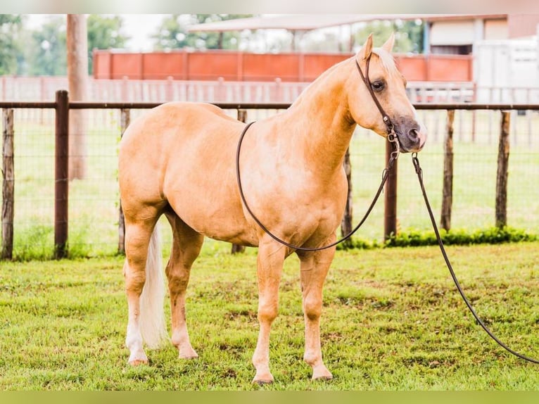 American Quarter Horse Castrone 10 Anni 142 cm Palomino in weatherford TX