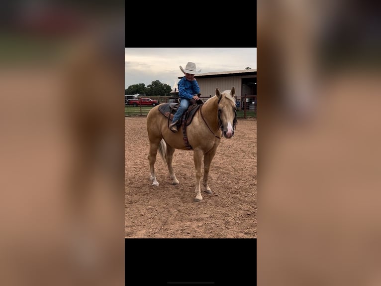 American Quarter Horse Castrone 10 Anni 142 cm Palomino in weatherford TX