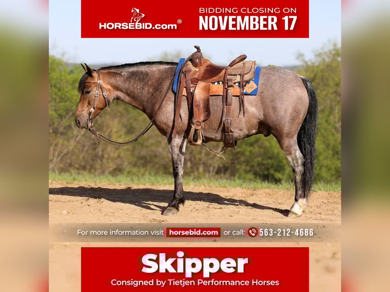 American Quarter Horse Castrone 10 Anni 142 cm Pelle di daino in Bellevue