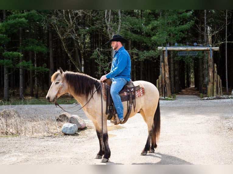 American Quarter Horse Castrone 10 Anni 142 cm Pelle di daino in Middletown OH