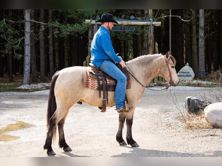 American Quarter Horse Castrone 10 Anni 142 cm Pelle di daino in Middletown OH