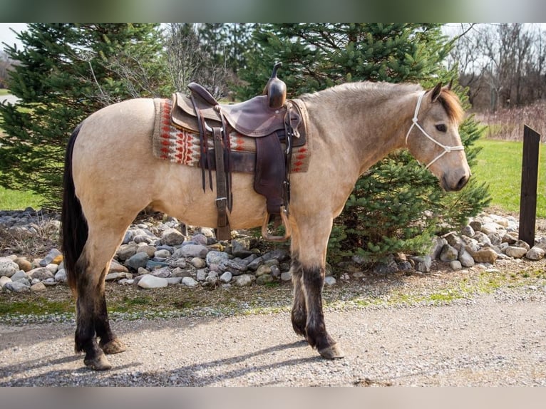 American Quarter Horse Castrone 10 Anni 142 cm Pelle di daino in Middletown OH