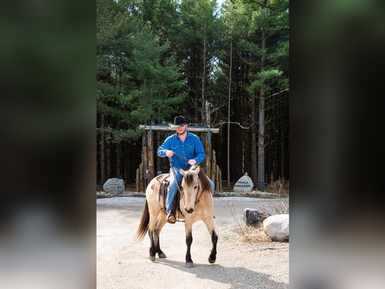 American Quarter Horse Castrone 10 Anni 142 cm Pelle di daino in Middletown OH