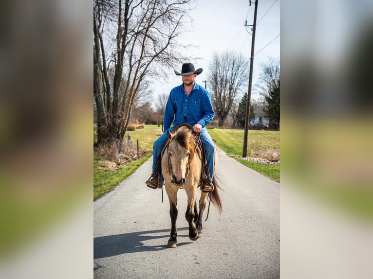 American Quarter Horse Castrone 10 Anni 142 cm Pelle di daino in Middletown OH