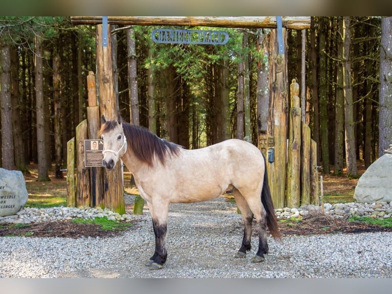 American Quarter Horse Castrone 10 Anni 142 cm Pelle di daino in Middletown OH