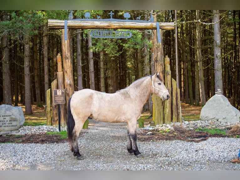 American Quarter Horse Castrone 10 Anni 142 cm Pelle di daino in Middletown OH