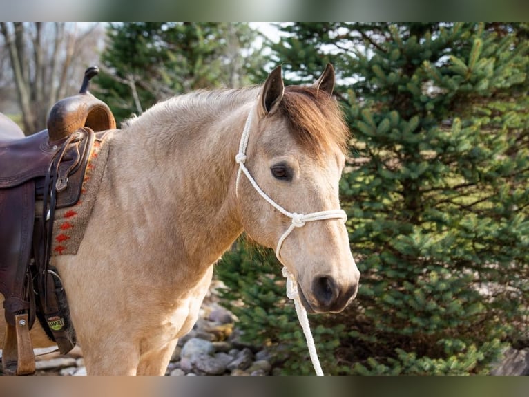 American Quarter Horse Castrone 10 Anni 142 cm Pelle di daino in Middletown OH