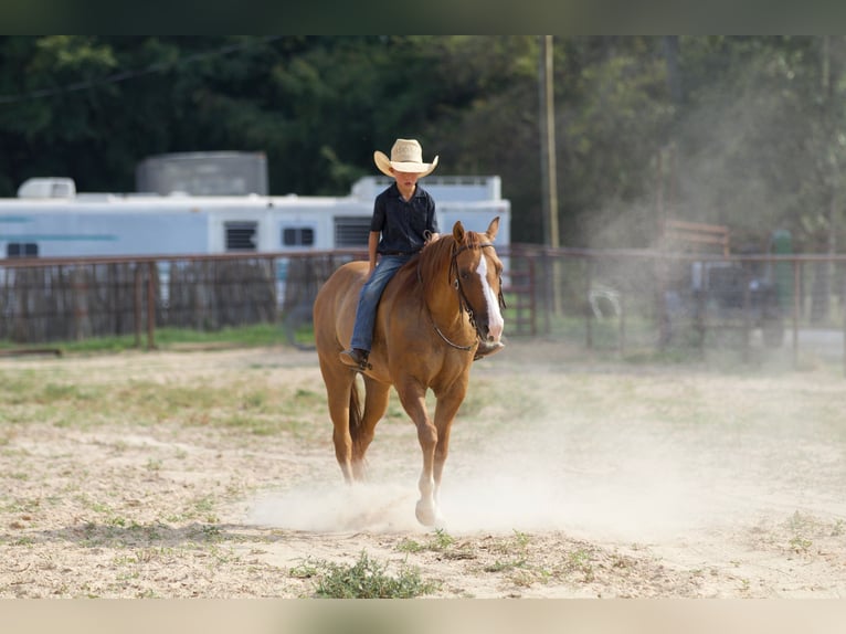 American Quarter Horse Castrone 10 Anni 142 cm Red dun in Collinsville