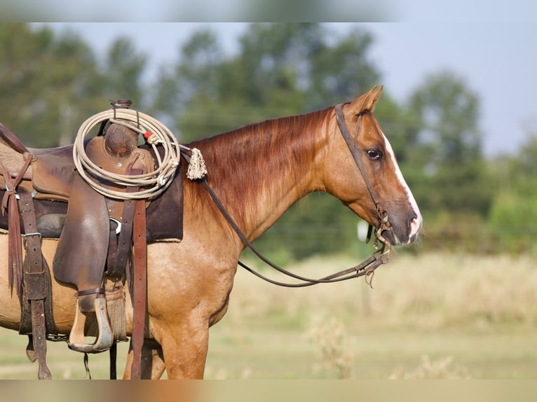 American Quarter Horse Castrone 10 Anni 142 cm Red dun in Collinsville