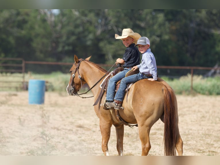 American Quarter Horse Castrone 10 Anni 142 cm Red dun in Collinsville