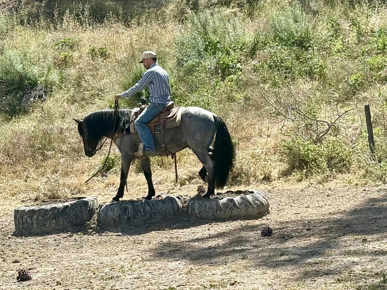 American Quarter Horse Castrone 10 Anni 142 cm Roano blu in Tres Pinos