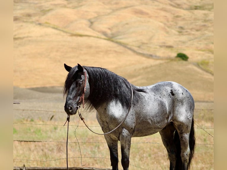 American Quarter Horse Castrone 10 Anni 142 cm Roano blu in Tres Pinos