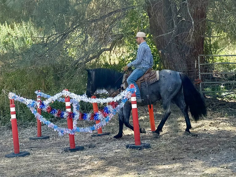 American Quarter Horse Castrone 10 Anni 142 cm Roano blu in Tres Pinos