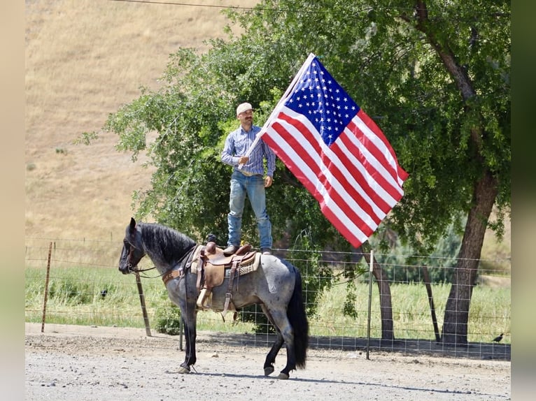 American Quarter Horse Castrone 10 Anni 142 cm Roano blu in Tres Pinos
