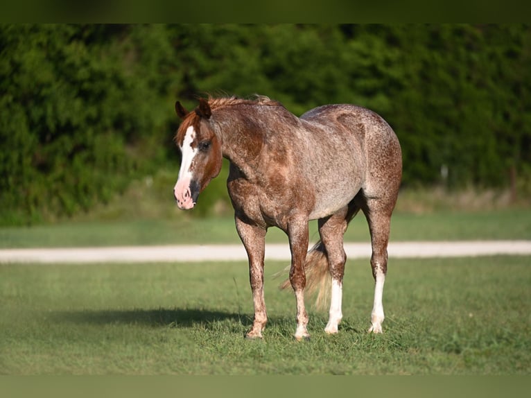 American Quarter Horse Castrone 10 Anni 142 cm Roano rosso in Waco