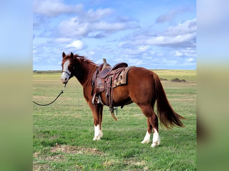 American Quarter Horse Castrone 10 Anni 142 cm Sauro ciliegia in rising Star TX