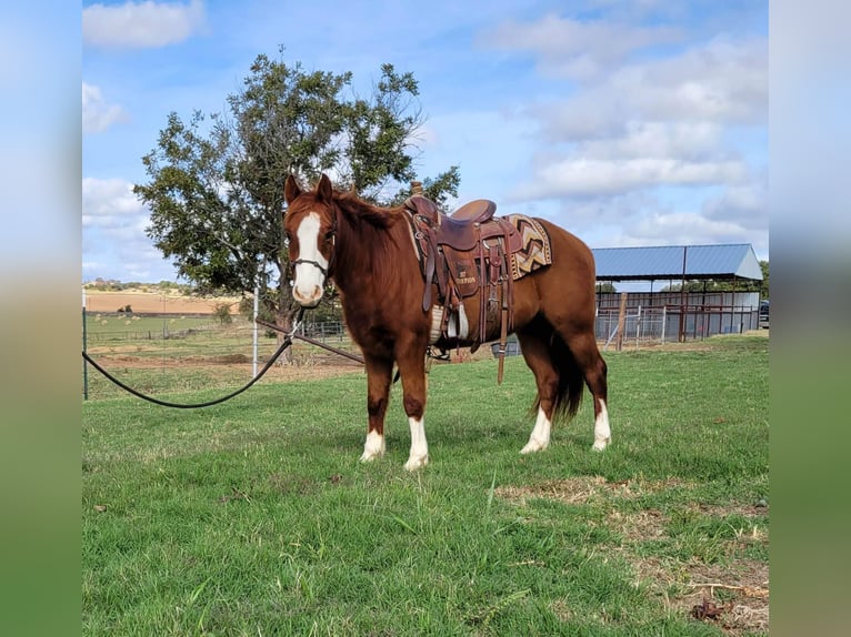 American Quarter Horse Castrone 10 Anni 142 cm Sauro ciliegia in rising Star TX