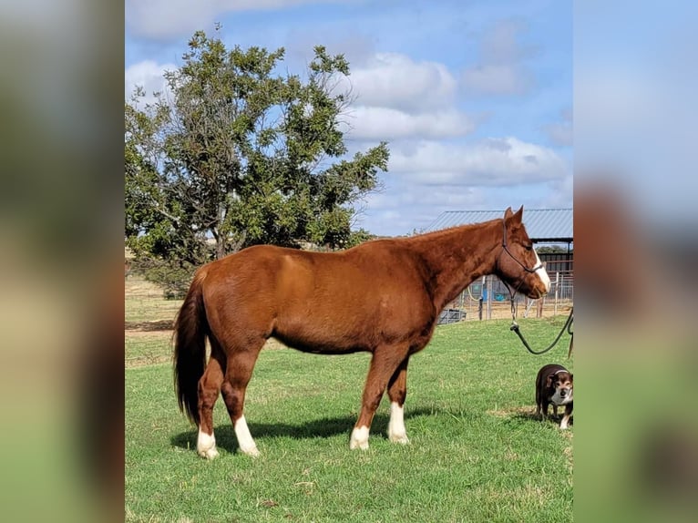 American Quarter Horse Castrone 10 Anni 142 cm Sauro ciliegia in rising Star TX