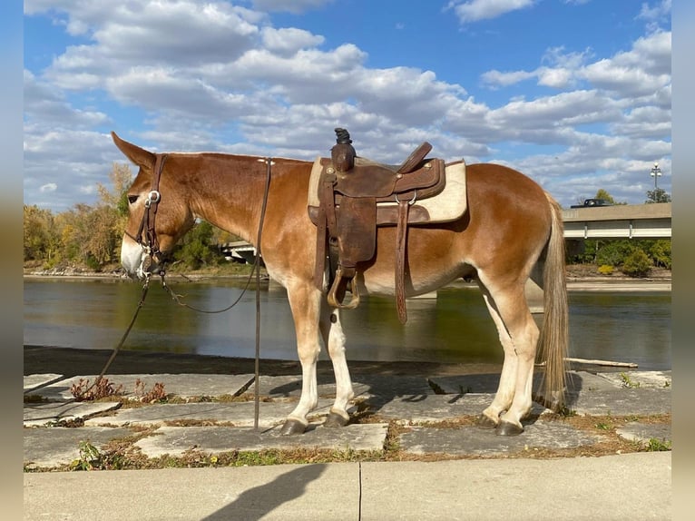 American Quarter Horse Castrone 10 Anni 142 cm Sauro ciliegia in Van Horne IA