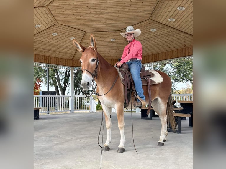 American Quarter Horse Castrone 10 Anni 142 cm Sauro ciliegia in Van Horne IA