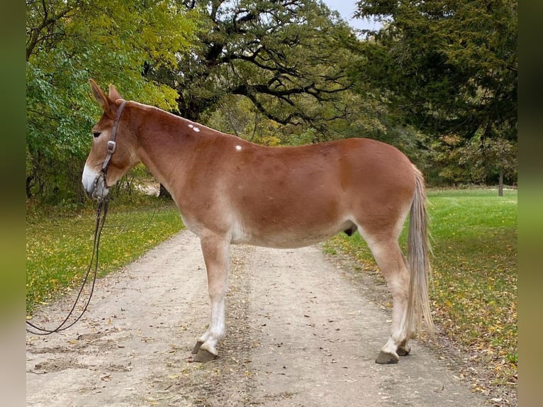 American Quarter Horse Castrone 10 Anni 142 cm Sauro ciliegia in Van Horne IA