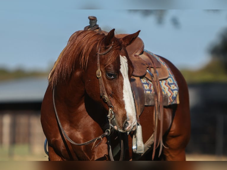 American Quarter Horse Castrone 10 Anni 142 cm Sauro ciliegia in Stephenville