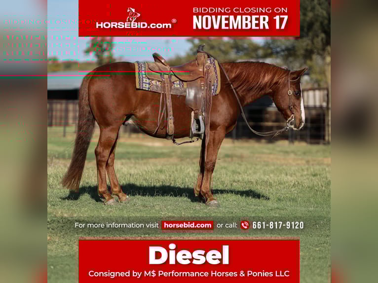 American Quarter Horse Castrone 10 Anni 142 cm Sauro ciliegia in Stephenville