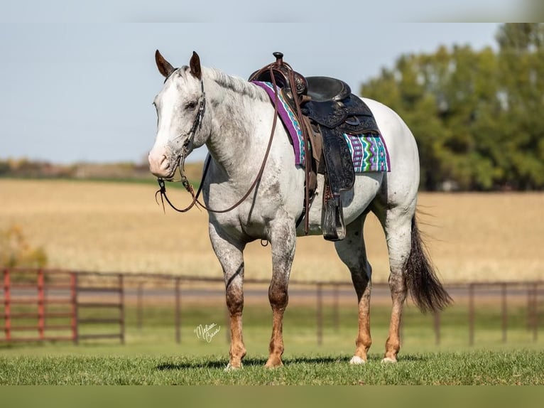 American Quarter Horse Castrone 10 Anni 142 cm Sauro scuro in River Falls WI