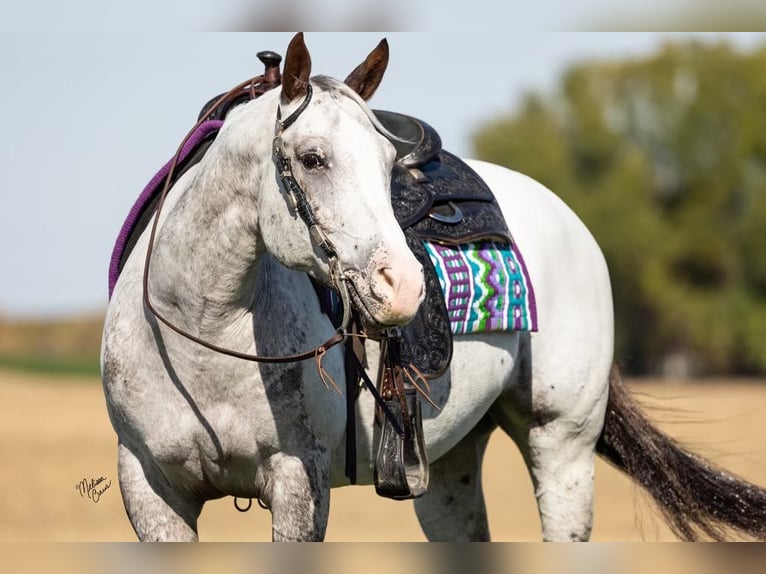 American Quarter Horse Castrone 10 Anni 142 cm Sauro scuro in River Falls WI