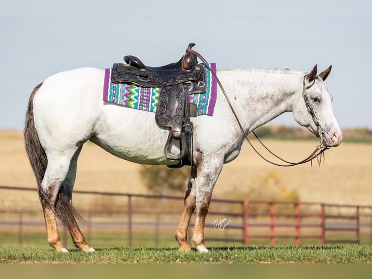 American Quarter Horse Castrone 10 Anni 142 cm Sauro scuro in River Falls WI