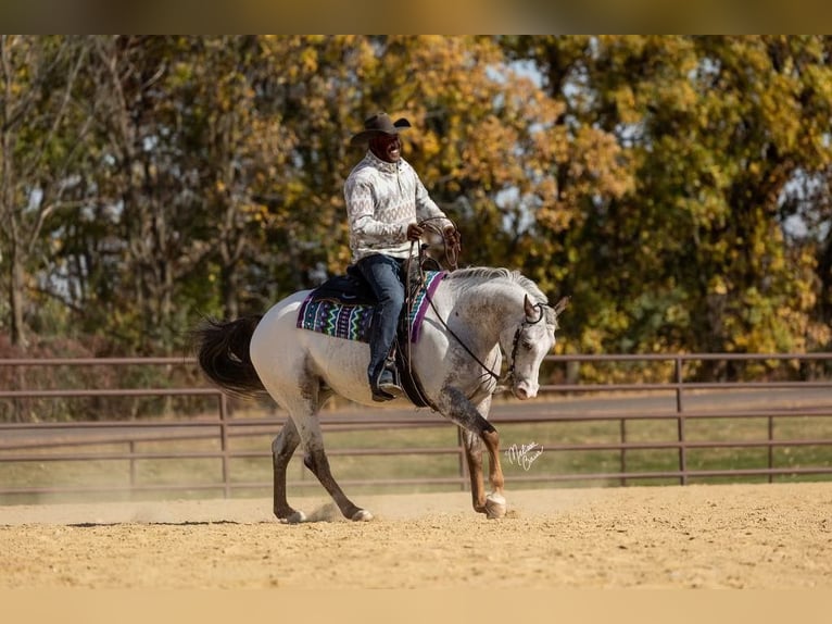 American Quarter Horse Castrone 10 Anni 142 cm Sauro scuro in River Falls WI